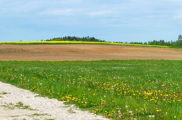 Dandelion at the warm sunshine with other flower