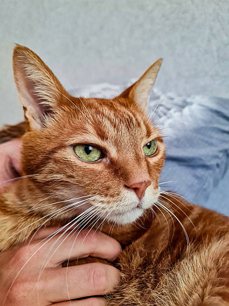 istock A cat in the bedroom 2230384220