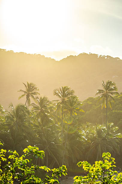 istock Tropical Landscape in Tayrona Park 2230384884