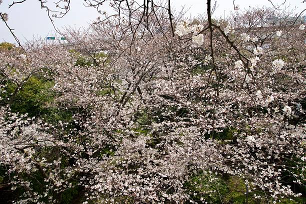istock Cherry blossoms in bloom in Yamashita Park 2230385243