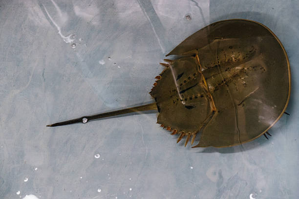 istock Horseshoe crab swimming in shallow water 2230385893