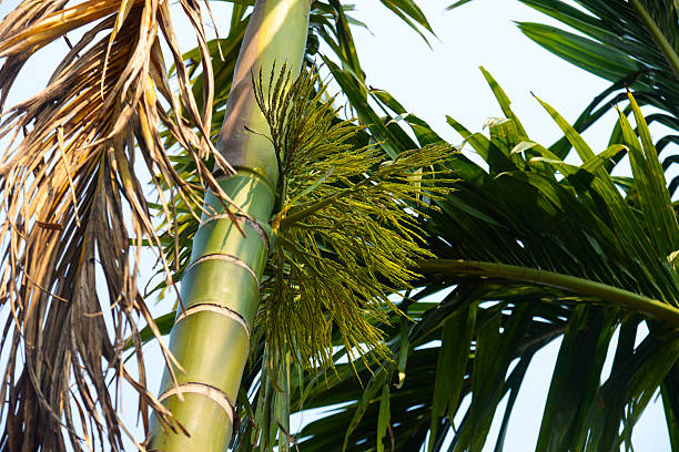 Bunches of Areca palm(Belet nut) flowers, This flowers looks very attractive and they are very small in size.