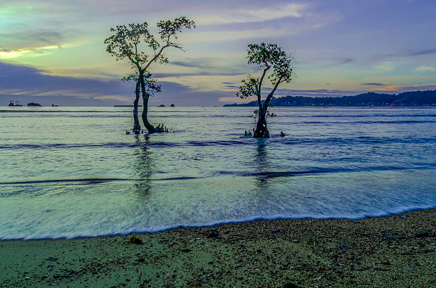 A serene and beautiful atmosphere on the beach at dusk, with fine sand grains and gentle waves lapping the shore. Mangrove trees stand firmly, their trunks partially submerged in seawater.The gradation of the sky at dusk.A peaceful, natural, and romantic atmosphere, as if inviting you to enjoy the tranquility of the beach at dusk.
