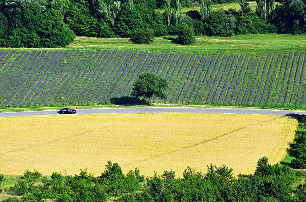 Provence rural landscape. Lavender and wheat fields with road near village of Sault