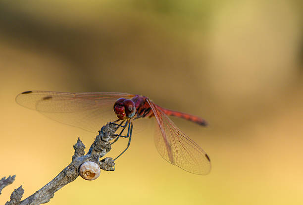 istock Dragonfly resting on branch in soft Cyprus sunset light 2230395346