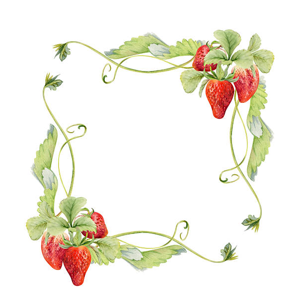 150+ Strawberry Vine Pictures Stock Illustrations, Royalty-Free