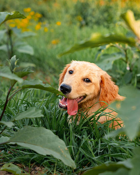 male Golden Retriever on green grass