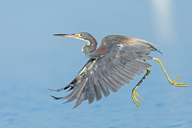 istock A tricolored heron (Egretta tricolor) flying low above water. 2230396046