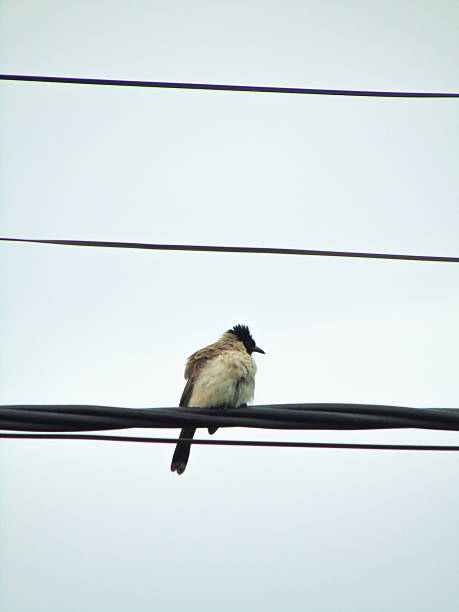 istock Sooty-Headed Bulbul Bird 2230396306