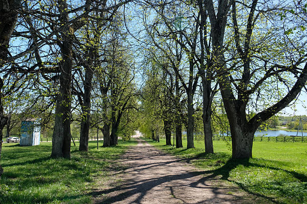 A serene pathway bordered by lush green trees guides visitors toward a peaceful lake. The bright spring day enhances the fresh foliage and idyllic ambiance.