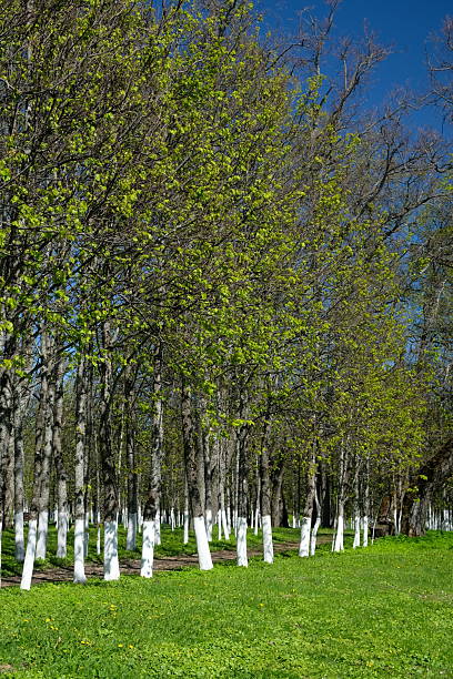 A vibrant landscape features young trees with budding leaves surrounded by lush grass. The clear blue sky enhances the peaceful atmosphere, showcasing nature's beauty.