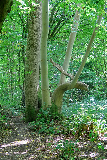 istock Ash and Beech in Trosley country Park 2230398199