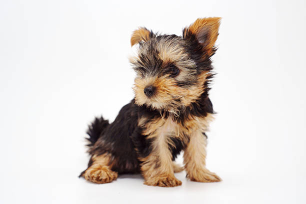 A playful Yokshar Terrier puppy sits upright, displaying its soft fur and curious expression. This small breed is known for its lively demeanor and affectionate personality.