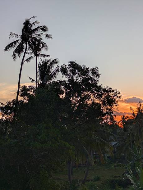 istock Orange sunset behind large palm trees 2230398991