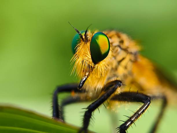 istock Close up of Robber fly (assassin fly ) 2230399938