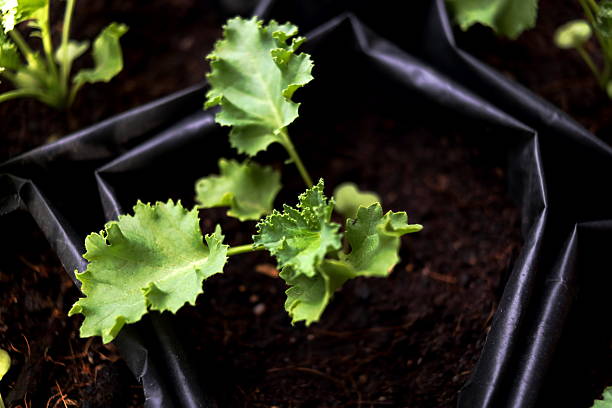 Seedling kale in plastic bag.