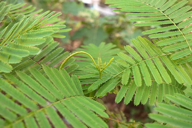 istock Young leaves Climbing wattle on top tree. 2230399958
