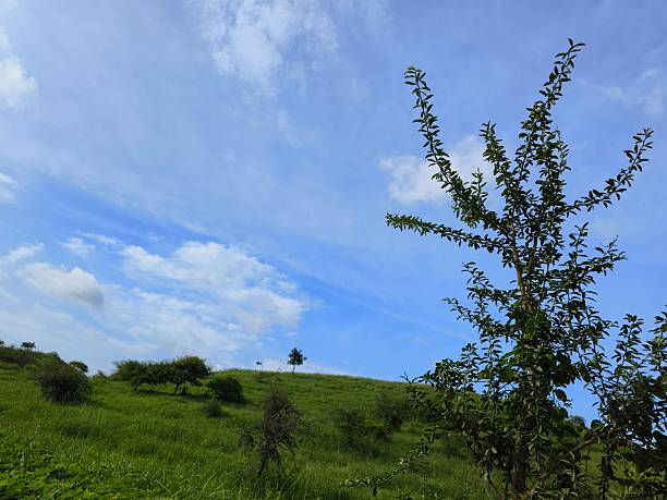 The image depicts a lush, green landscape with rolling hills and scattered trees under a blue sky with white clouds. It appears to be a natural, undeveloped area.
