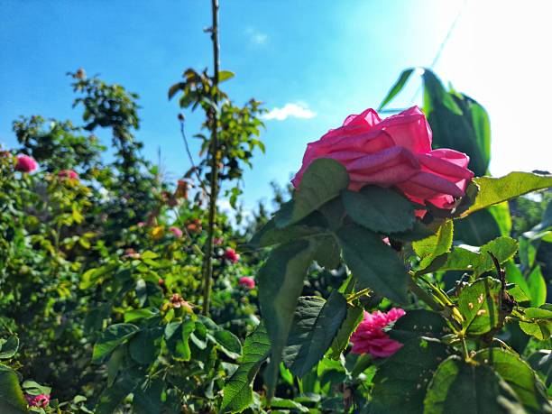 pink rose flower in the garden