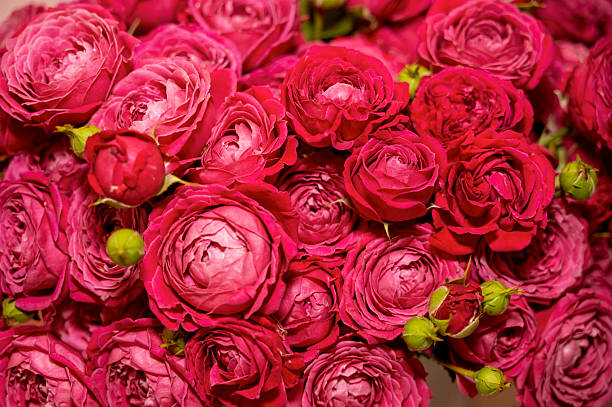 istock Background image of Red roses 2230405777