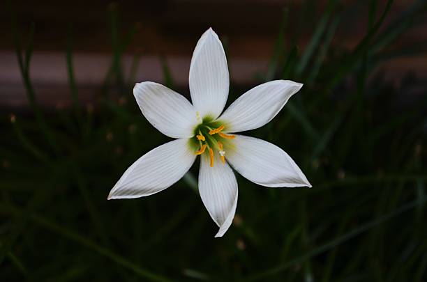istock Zephyranthes candida, with common names that includes autumn Zephyr lily, white wildflower and Peruvian swamp lily, is a species of rain lily. Amarydllidaceae. White fairy lily 2230406498