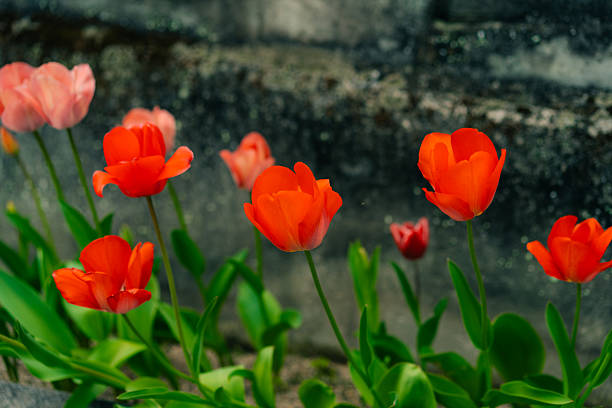 Red beautiful tulips field in spring time. High quality photo