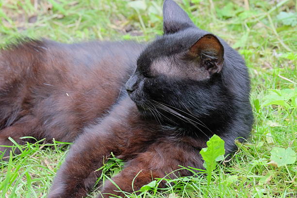 A black cat lies comfortably on vibrant green grass, displaying its smooth fur and calm demeanor in a tranquil outdoor setting filled with nature