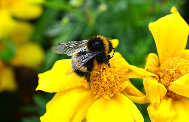 istock a cute bumblebee on a Yellow Flower macro nature background 2230407415