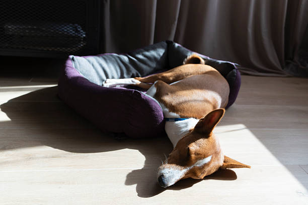 Basenji dog peacefully sleeping in a cozy pet bed, enjoying sunlight streaming through the window. Relaxed domestic scene with natural light and warm atmosphere.