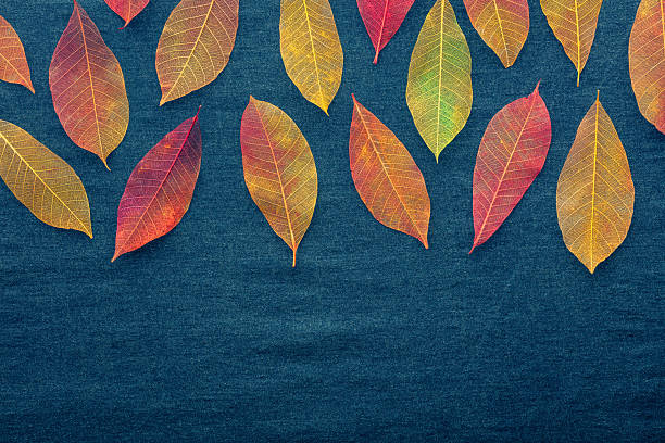 istock Autumn leaves background. Vibrant skeleton leaves on a blue texture 2230408681