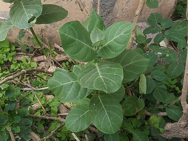 istock shrub or small tree of Giant Milkweed (Calotropis gigantea) 2230409121