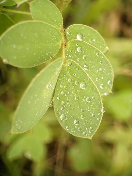Plant of American sicklepod, Blunt-leaf senna, Sickle senna, Coffeeweed, Coffee pod