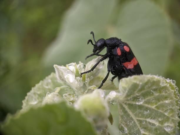 This insect is a species of blister beetle, belonging to the genus Hycleus (also known as Mylabris). These beetles are characterized by their striking black bodies with reddish, orange, or yellow bands, and they are known for their defensive secretion of cantharidin, a blistering agent.