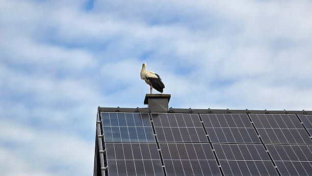istock White stork perched on rooftop chimney with solar panels under cloudy sky 2230411199