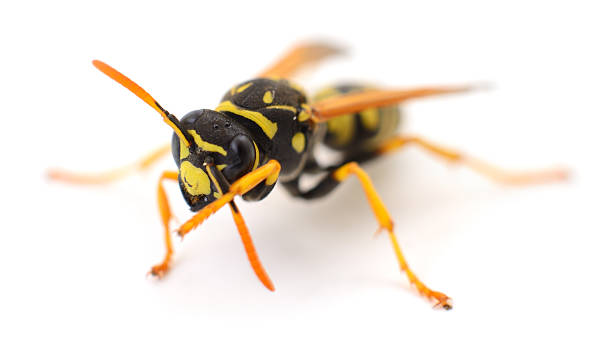 Macro close-up of a single wasp isolated on white background, detailed view of black and yellow striped insect with wings, legs and antennae.