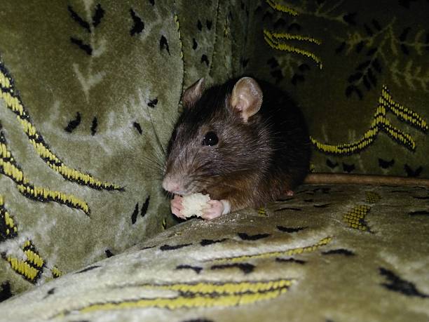 istock A Quiet Joy: A Rat and a Piece of Bread. 2230413892