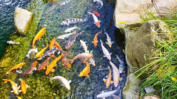 istock Vibrant Koi Fish in a Pond. 2230414546
