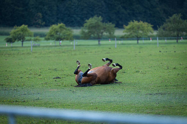 Brown domestic horse is playing on grass at farm.\nSchäftlarn / Munich - Germany.
