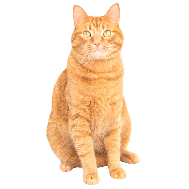 istock Red domestic cat 2230418494