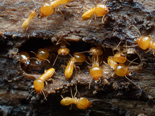 istock Termites mound on the wood for nature background. 2230418964