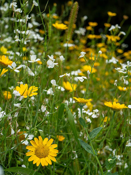 a vibrant wildflower meadow symbolizing biodiversity and sustainability. Idyllic scene for nature, environmental and wellness concepts