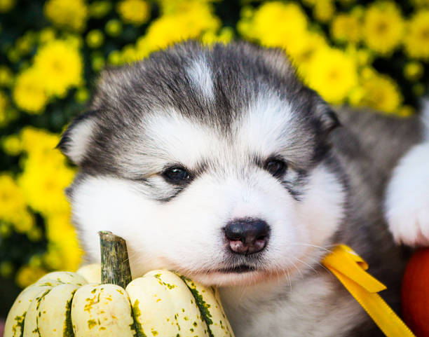 Cute fluffy Alaskan Malamute puppy lying next to a pumpkin with bright yellow flowers in the background. Adorable fall-themed pet portrait.