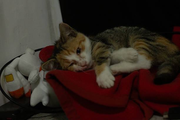 Tired three colored cat on a red blanket