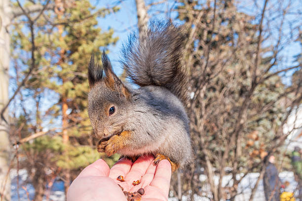 Squirrel eats nut from a man's hand in winter. Eurasian red squirrel, Sciurus vulgaris