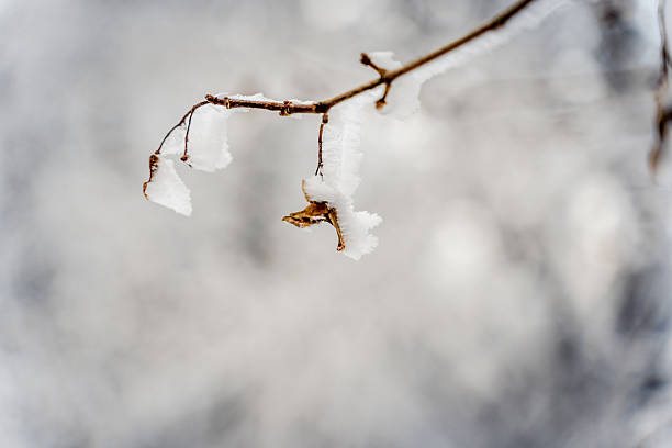 Frozen spikelets of grass in the field covered by white crystals of rime ice. Beautiful bokeh lights background with space for copy.