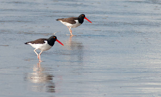 istock Oystercatcher (Haematopus palliatus) on the beach 2230423300
