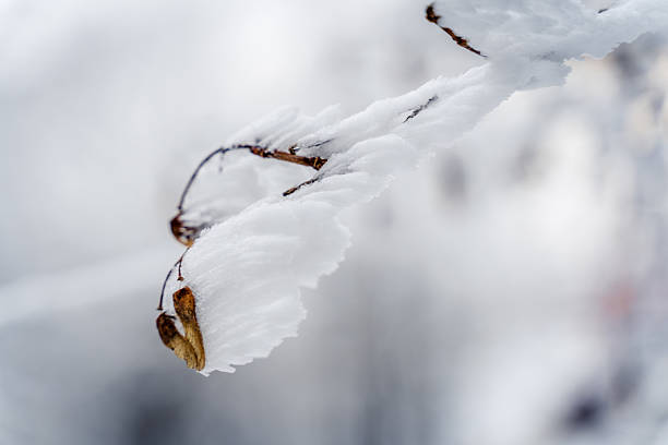 A branch covered in snow and ice. The branch is covered in snow and ice, and it looks like it's been frozen in time