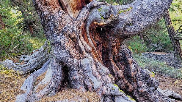 istock Ancient Swiss stone pine tree trunk with thick brown bark in Tamangur pine forest, Engadin, Swiss Alps 2230424585