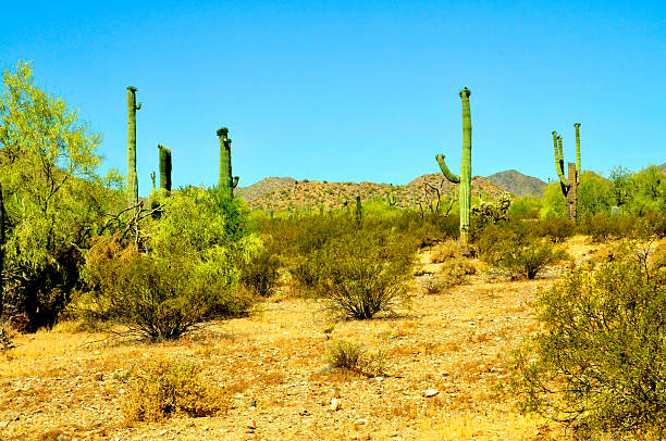 Ironwood Forest National Monument is located in the Sonoran Desert of Arizona near Tucson