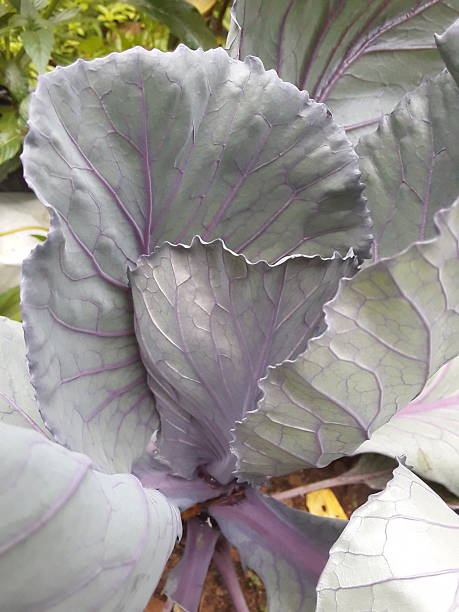 istock Red cabbage in my garden 2230427468